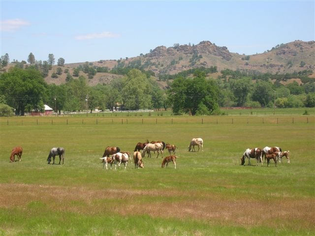 http://www.stonyfordranch.com/images/Horses-field2006.jpg